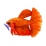 GreenPleco Orange Betta - 6"