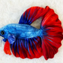 GreenPleco Red/Blue Betta Plushie - 6"
