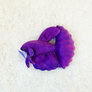 GreenPleco Purple Betta - 6"