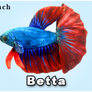 GreenPleco Red/Blue Betta Plushie - 6"
