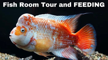 November Fish Room Tour - BLACK FRIDAY PREVIEW - **FEEDING VIDEO**