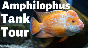 Amphilophus Cichlid Aquarium Tour