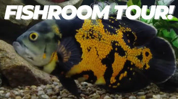 Fishroom Tour and Winners Announced!