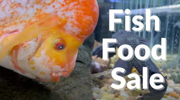 BLACK FRIDAY SALE!!!  25% OFF FISH FOOD!!!  FISH ROOM TOUR!!!