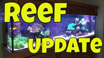 125 Gallon Reef Update video!