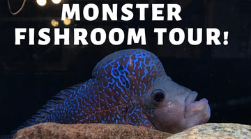 MONSTER FISH ROOM TOUR! - December 2018!