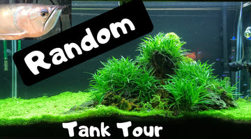 Random Tank Tour