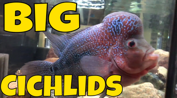 Big Cichlids!  Fish Room Tour, March, 2019