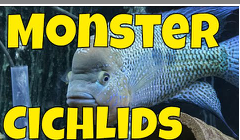 More Monster Cichlids | February 2019 Fish Room Tour
