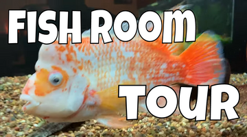 Fish Room Tour - April, 2019