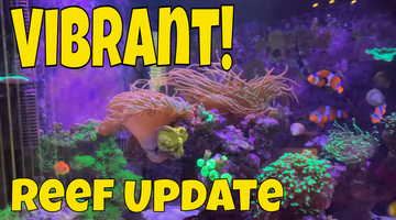 Reef Aquarium Update - July, 2019
