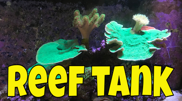 Reef Update