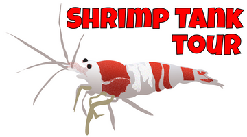 Shrimp Aquarium Tour - 20 Shrimp Tanks!
