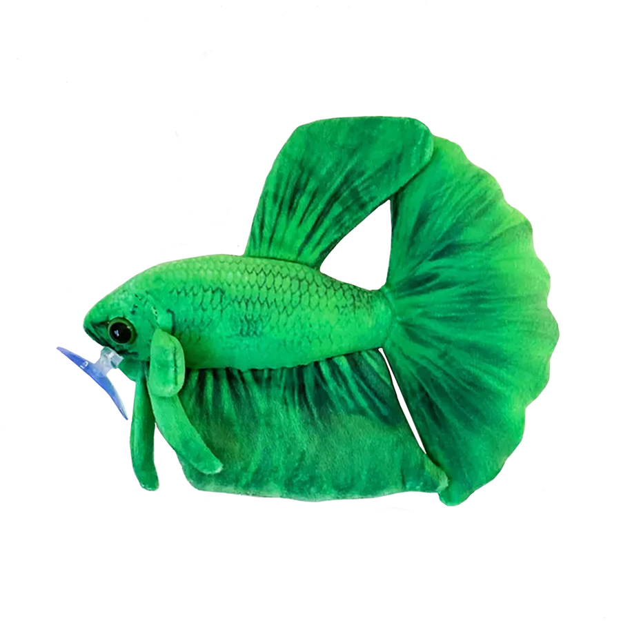 GreenPleco Green Betta - 6"
