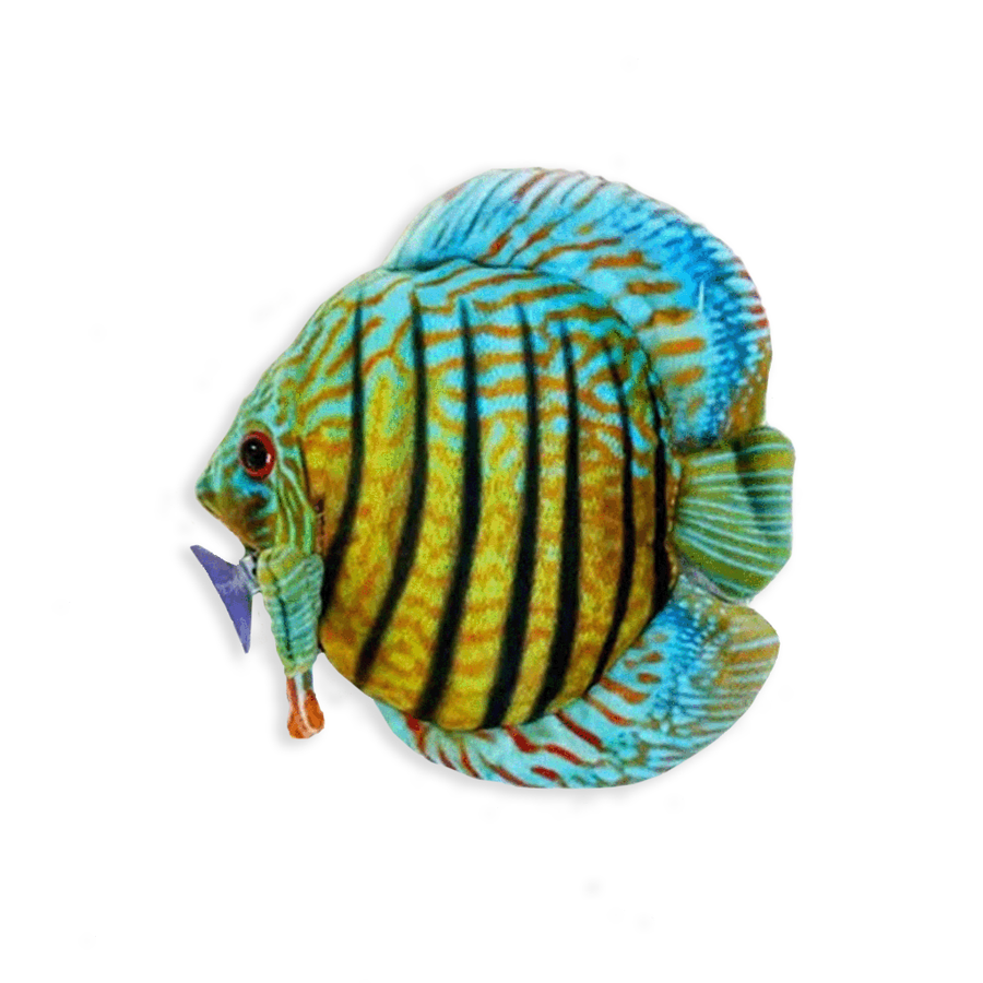 GreenPleco Discus Fish