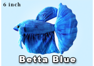 GreenPleco Blue Betta - 6 inch